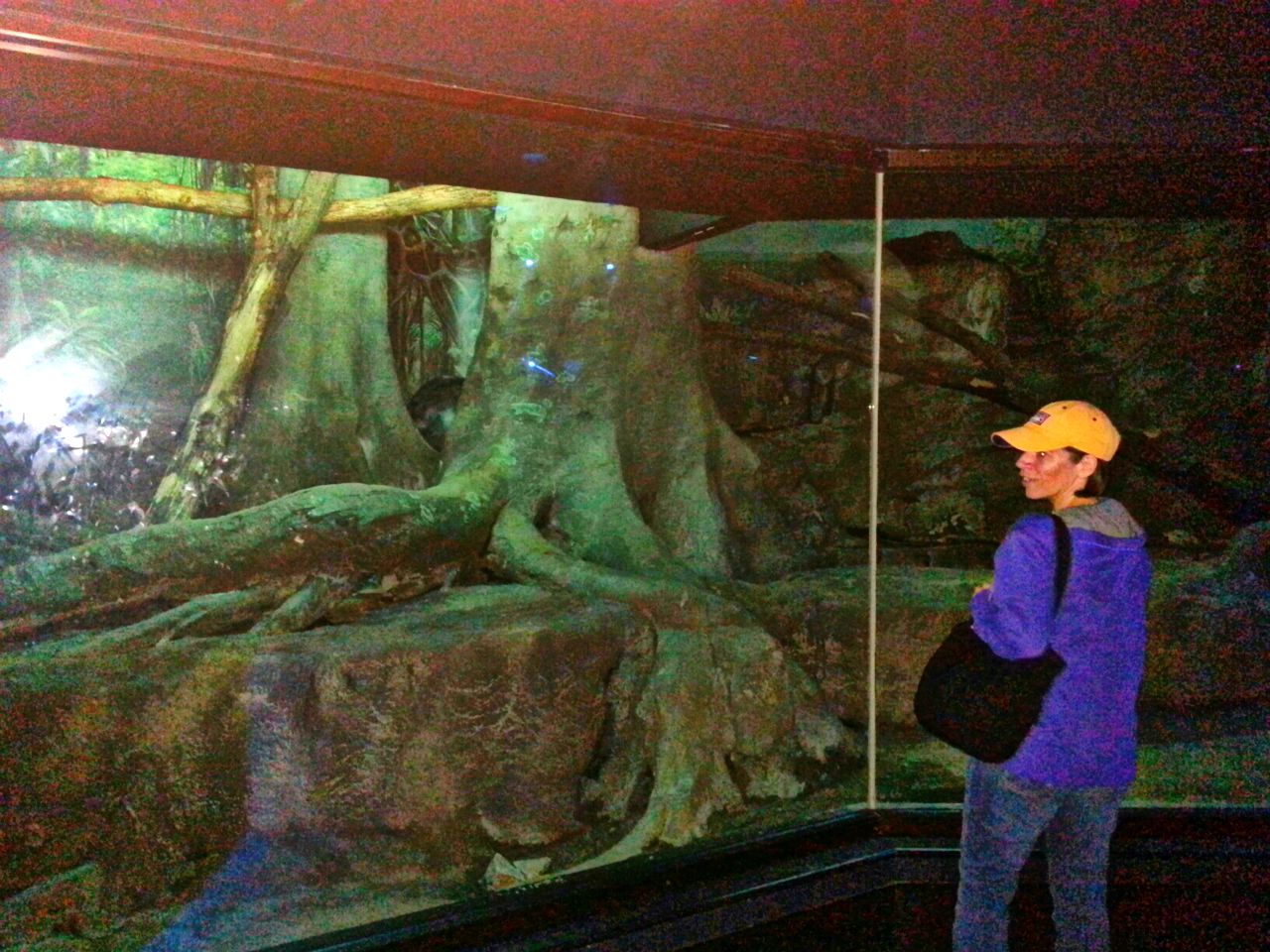 May 2013 - Night Hunters - Bearcat Exhibit