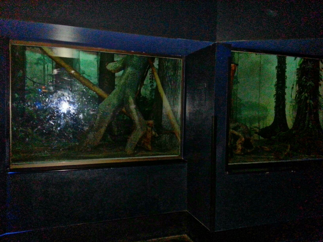 May 2013 - Night Hunters - Tayra Exhibit