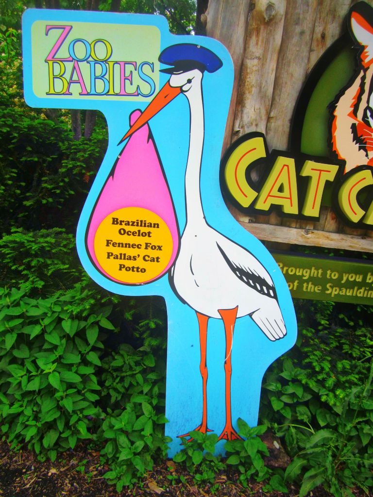 May 2013 - Night Hunters - Zoo Babies - Ocelot + Pallas Cat + Fennec Fox +