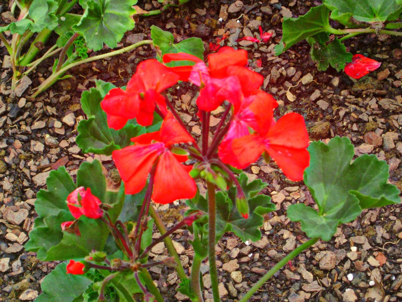 May 2013 - Pelargonium Caliente Orange