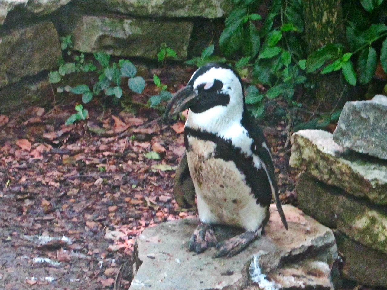 May 2013 - Penguin Walkabout - African Penguin