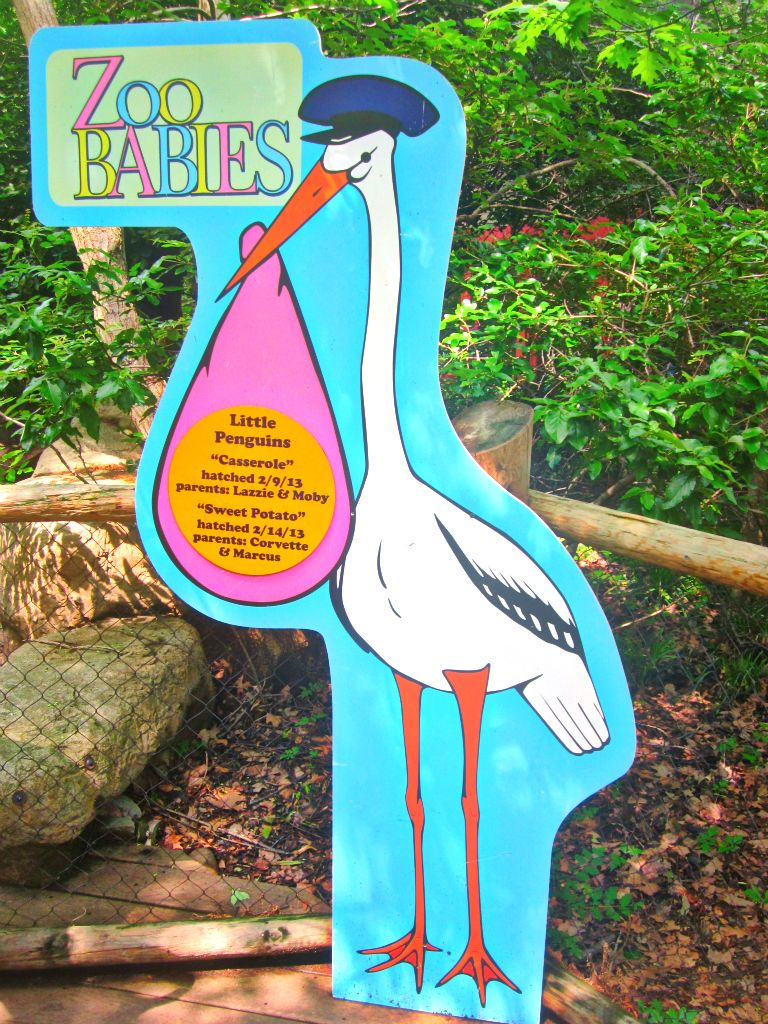 May 2013 - Penguin Walkabout - Zoo Babies - Little Penguin