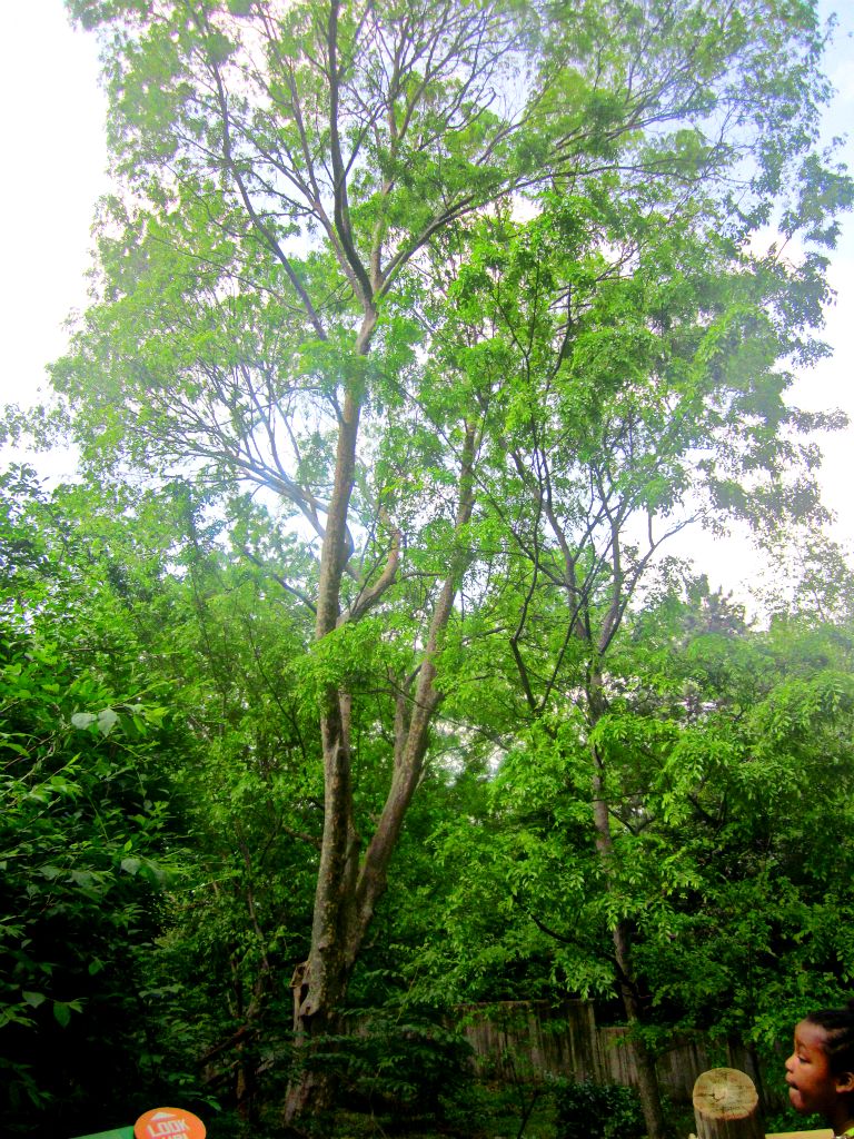 May 2013 - Red Panda Exhibit (1)