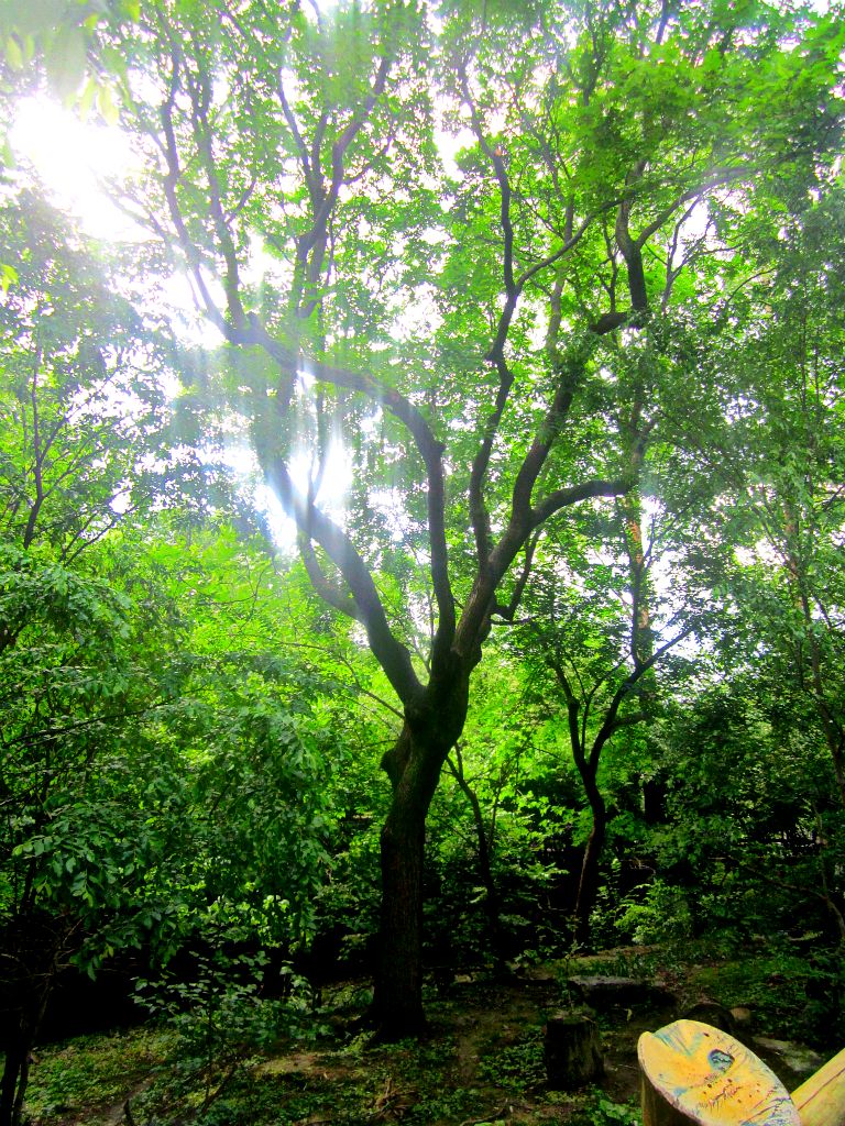 May 2013 - Red Panda Exhibit (2)