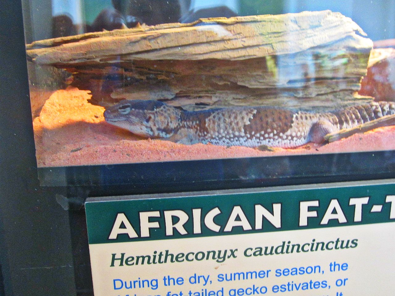 May 2013 - Reptile House - African Fat-tailed Gecko