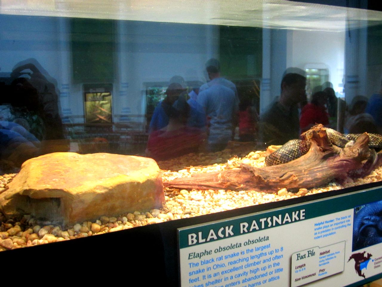 May 2013 - Reptile House - Black Rat Snake Exhibit