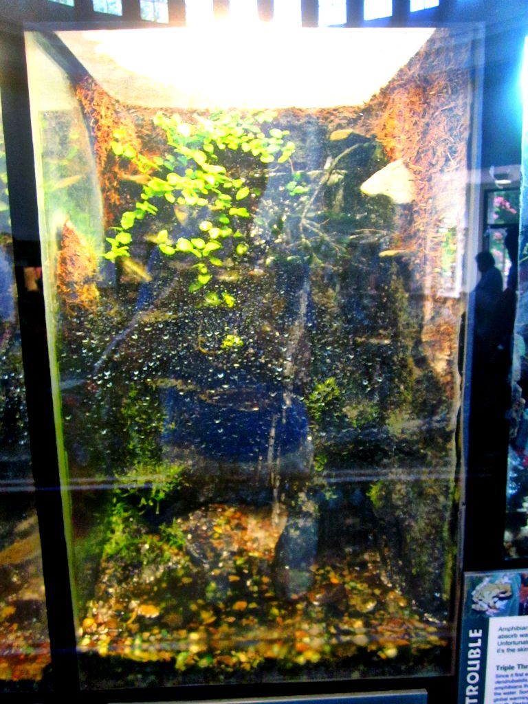 May 2013 - Reptile House - Cave Salamander Exhibit