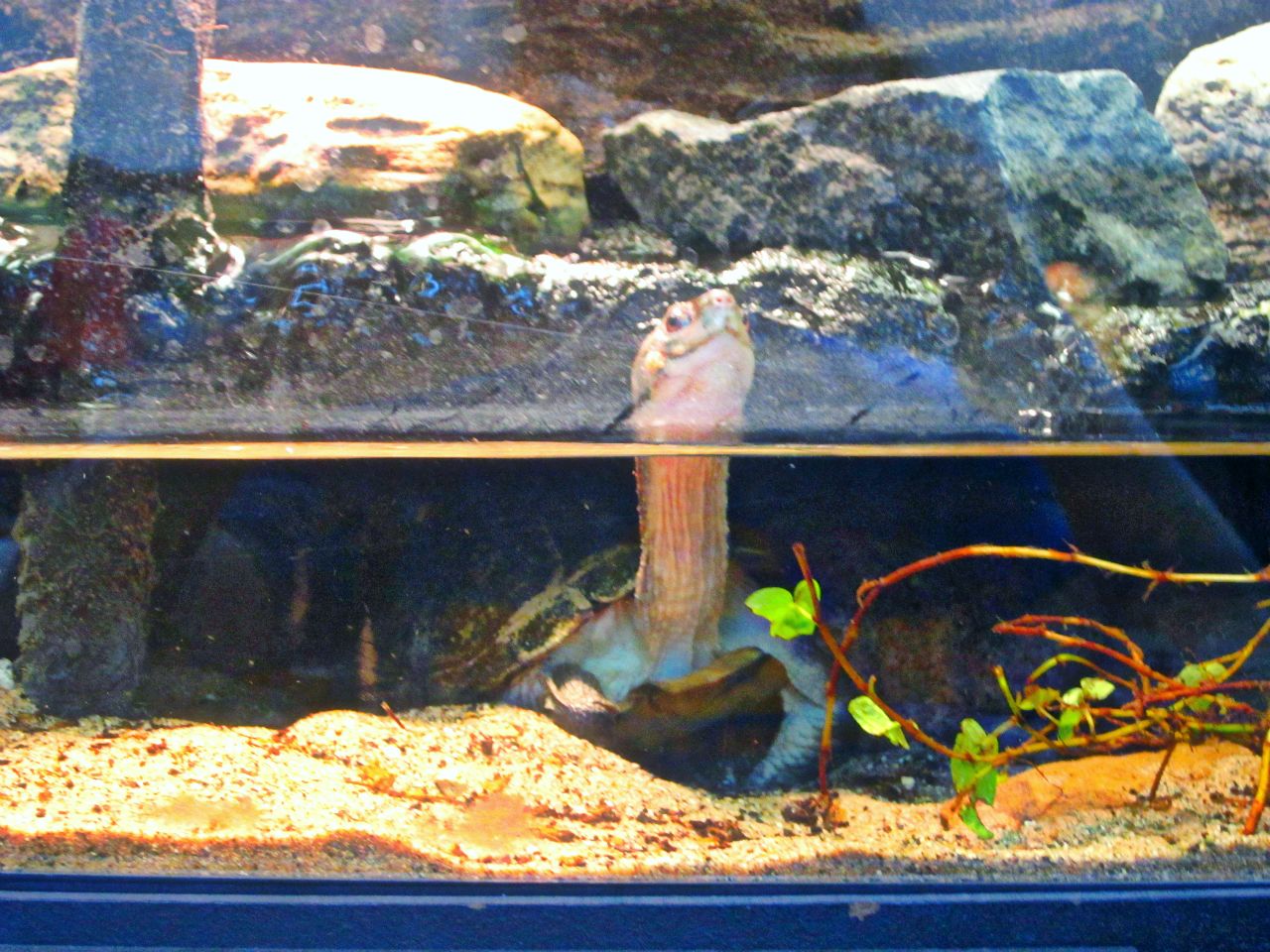 May 2013 - Reptile House - Yellow Pond Turtle