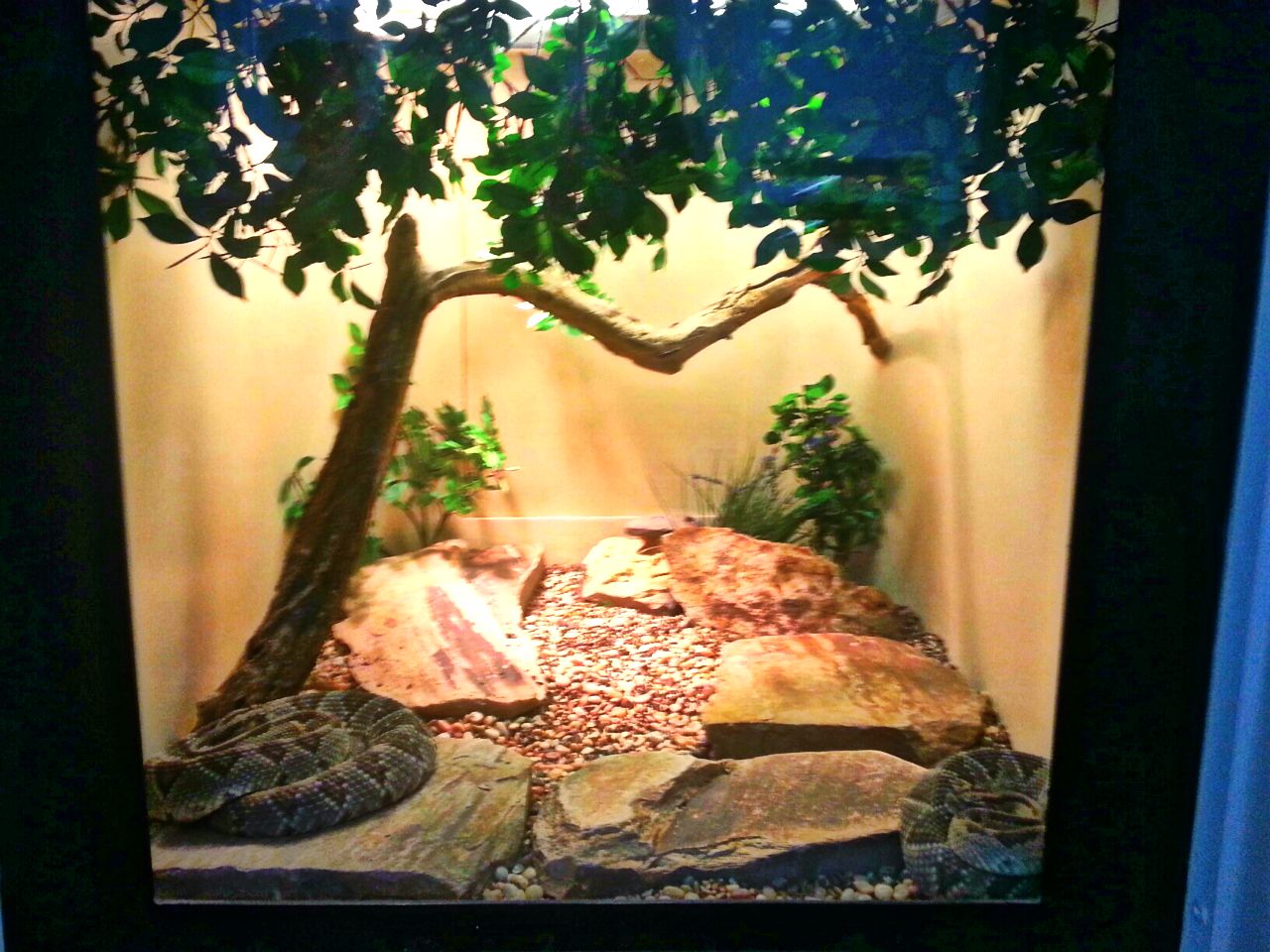 May 2013 - Reptile House - Yucatan Neotropical Rattlesnake Exhibit