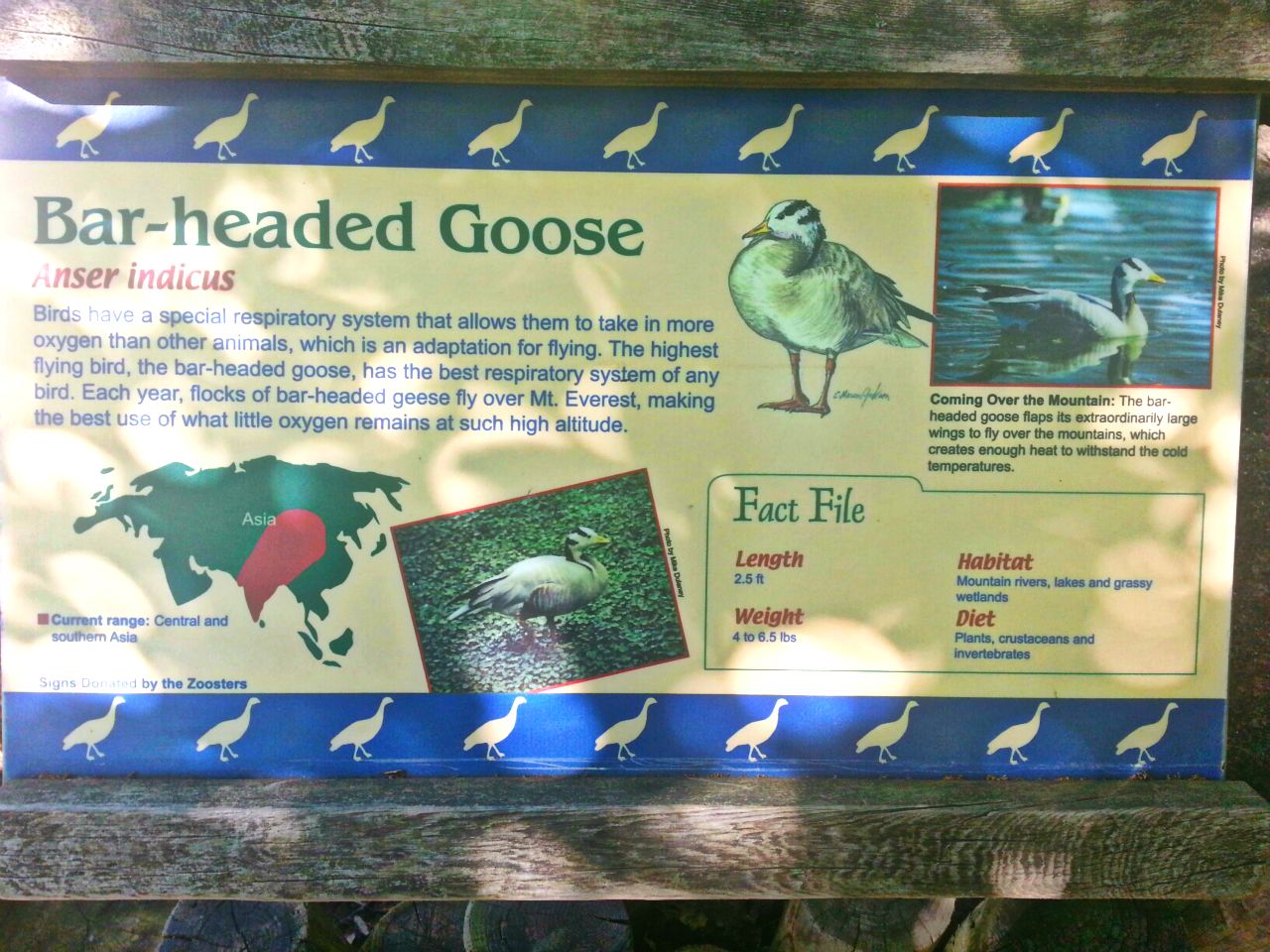 May. 2013 - Rhino Reserve - Bar-headed Goose Sign