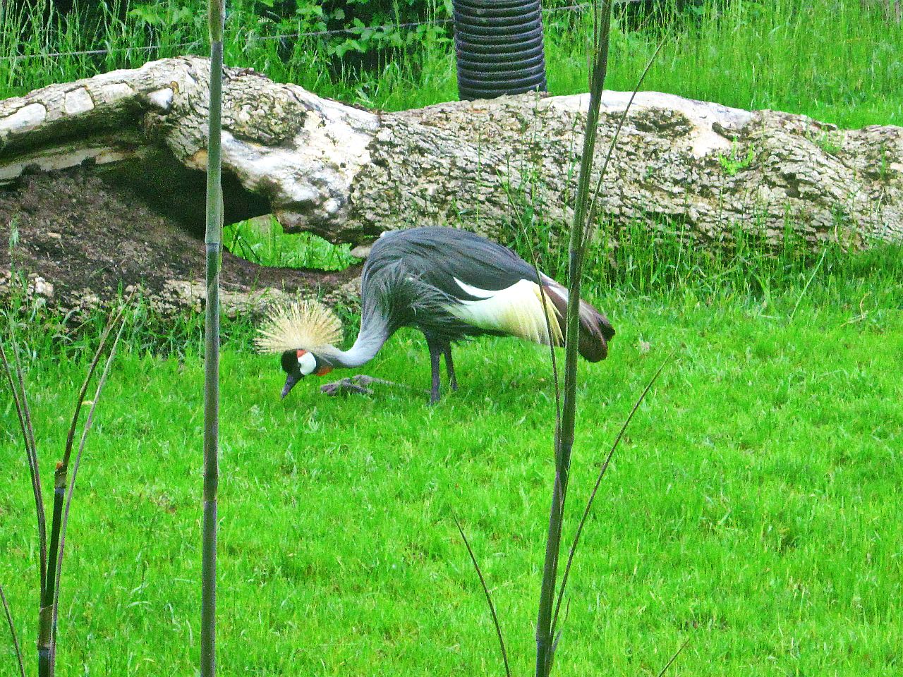 May 2013 - Rhino Reserve - East African Crowned Crane