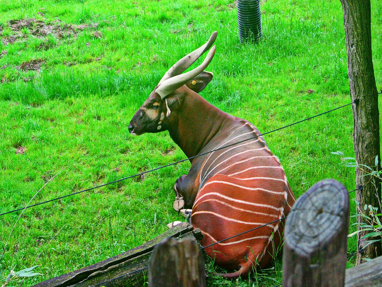 May 2013 - Rhino Reserve - Eastern Bongo