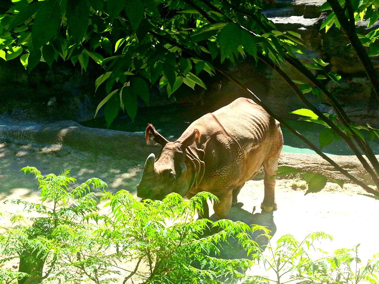 May. 2013 - Rhino Reserve - Indian Rhinoceros