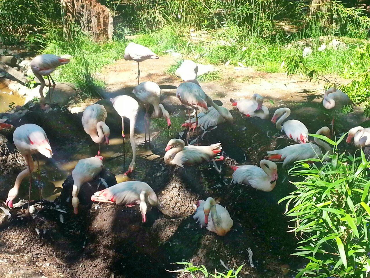 May. 2013 - Rhino Reserve - Nesting Greater Flamingos
