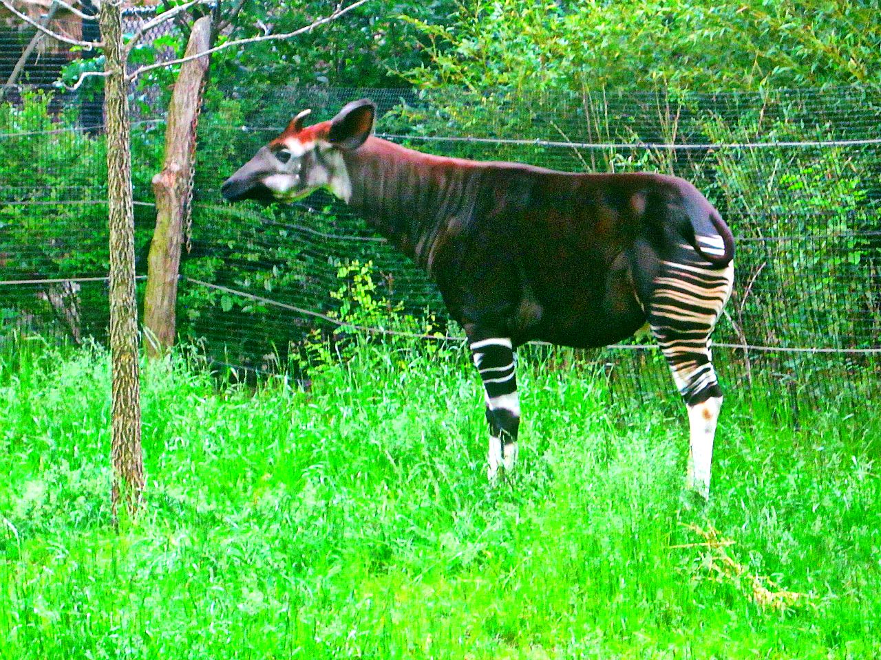 May 2013 - Rhino Reserve - Okapi