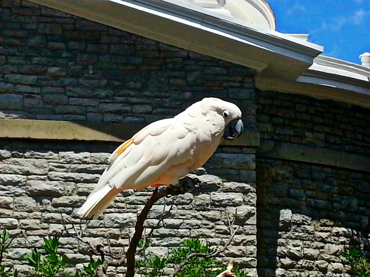 May 2013 - Salmon-crested Cockatoo