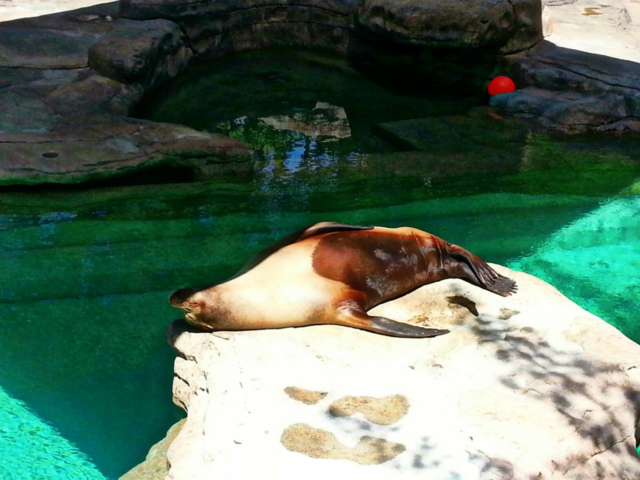 May. 2013 - Sea Lion Falls - California Sea Lion