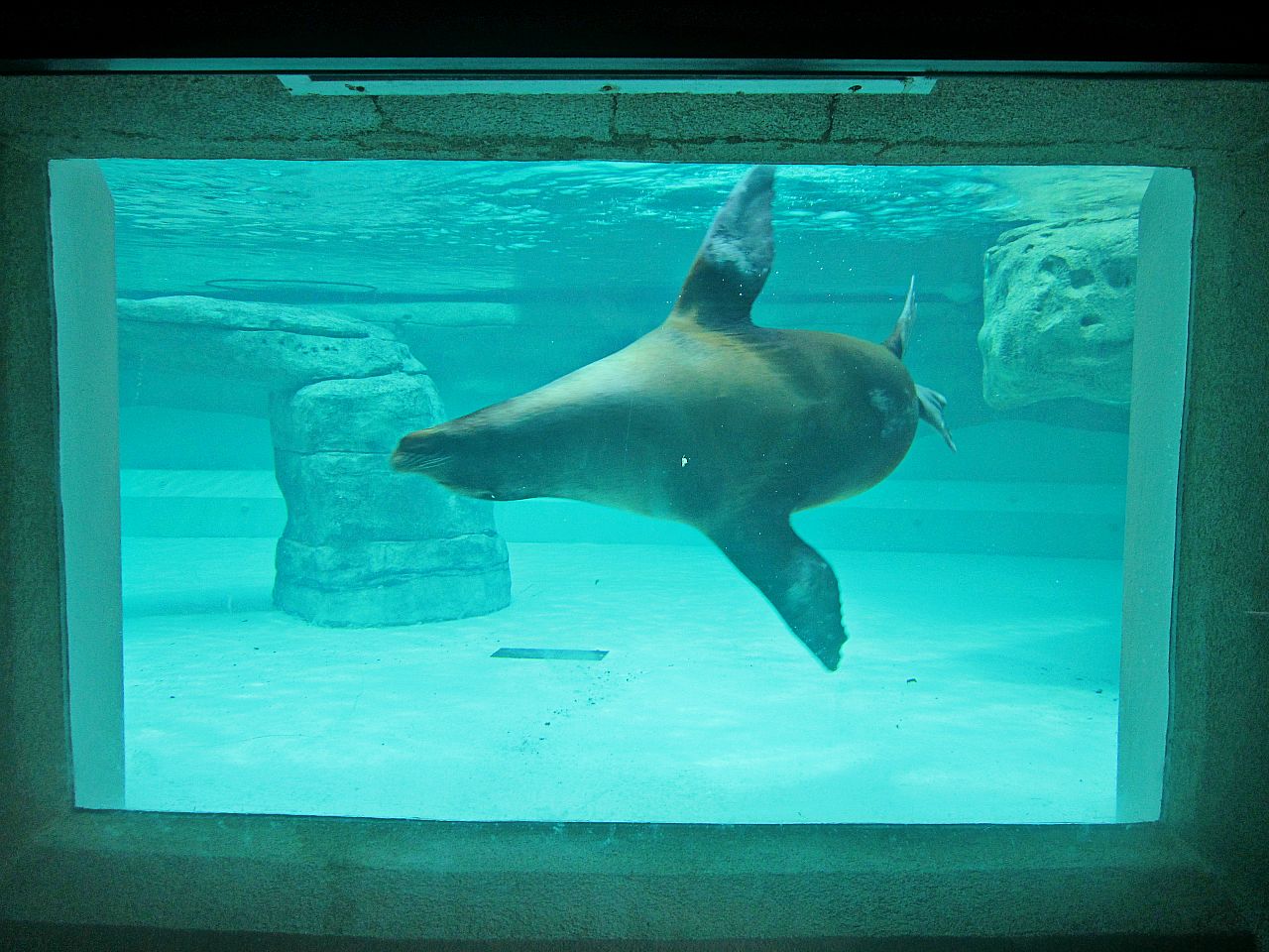 May 2013 - Sea Lions Falls - Duke