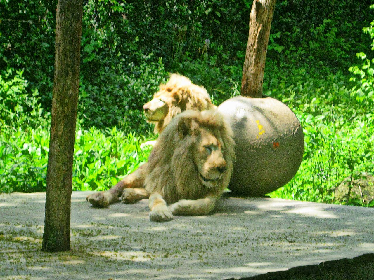 May 2013 - White Lions of Timbavati