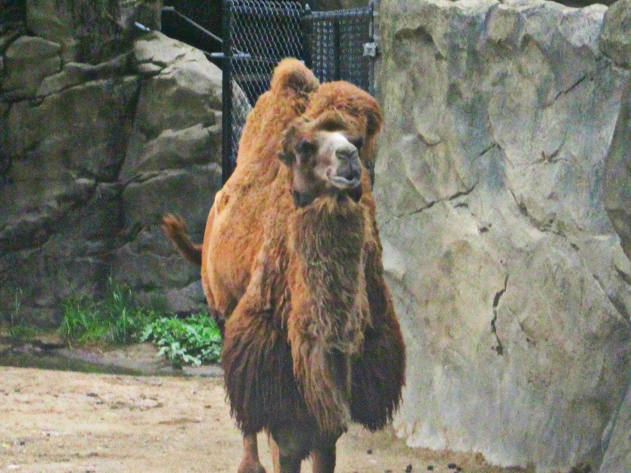 May 2013 - Wildlife Canyon - Bactrian Camel