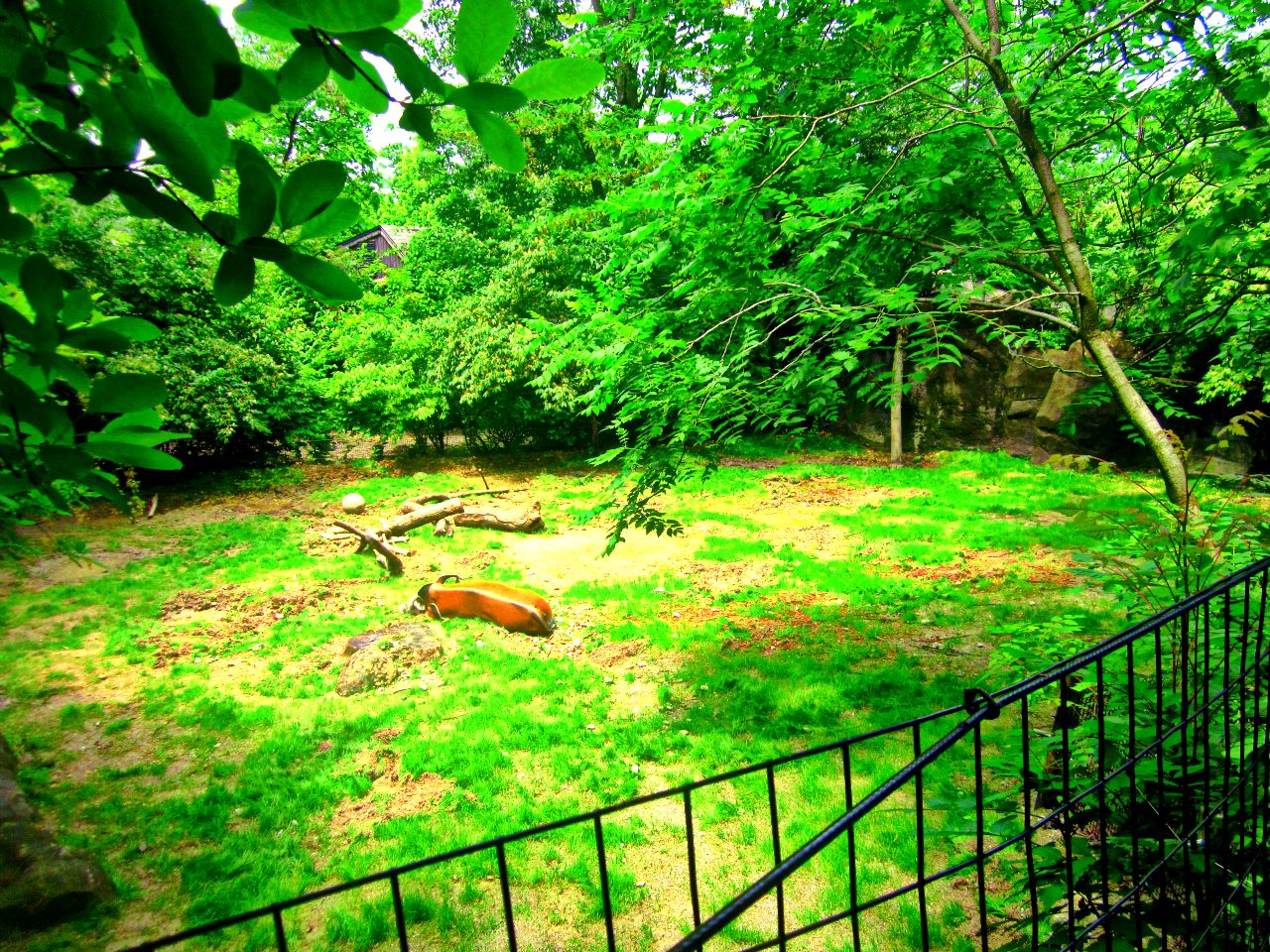 May 2013 - Wildlife Canyon - Red River Hog Exhibit