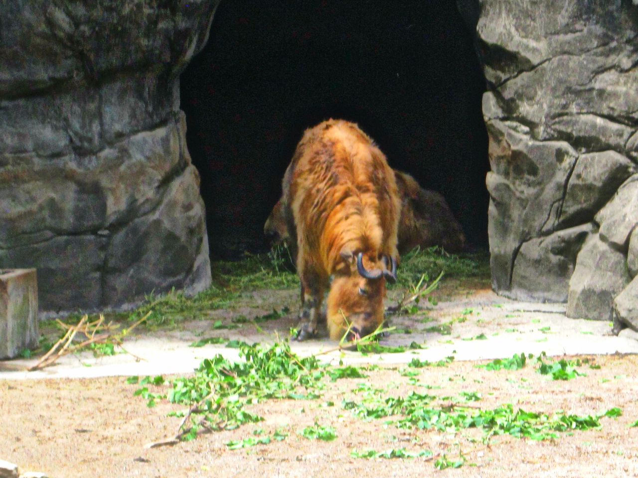 May 2013 - Wildlife Canyon - Sichuan Takin