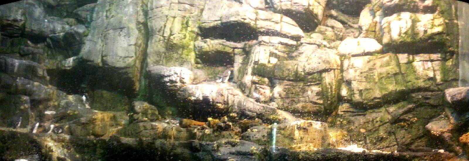 May. 2013 - Wings of the World - Arctic Sea Cliffs