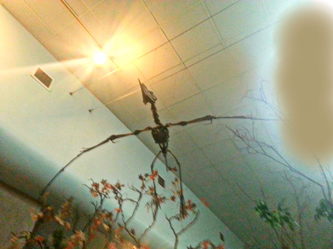 May 2013 - Wings of the World - Dsungaripterus