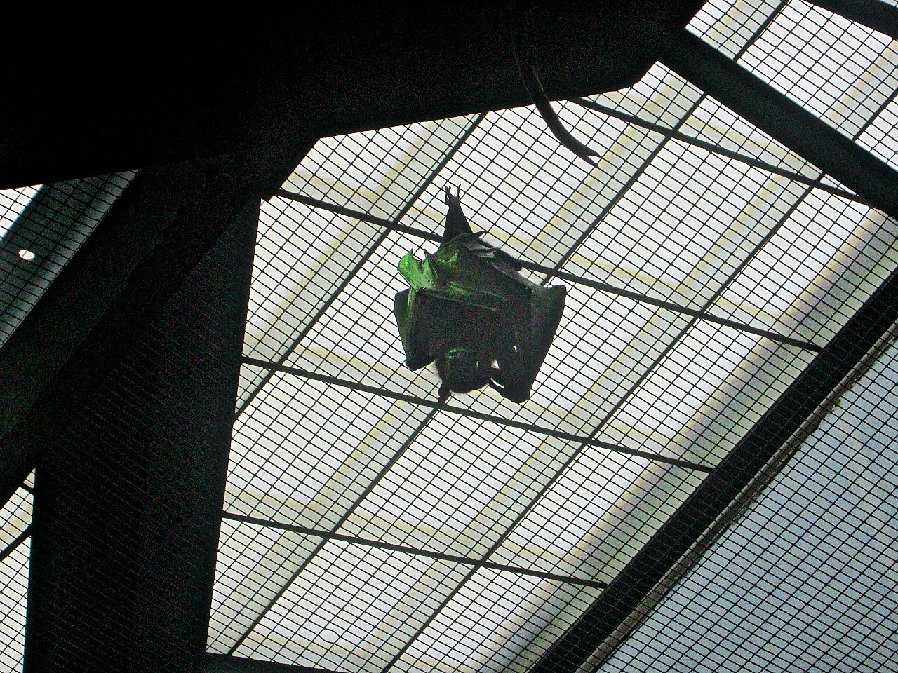 May 2013 - Wings of the World - Indian Flying Fox