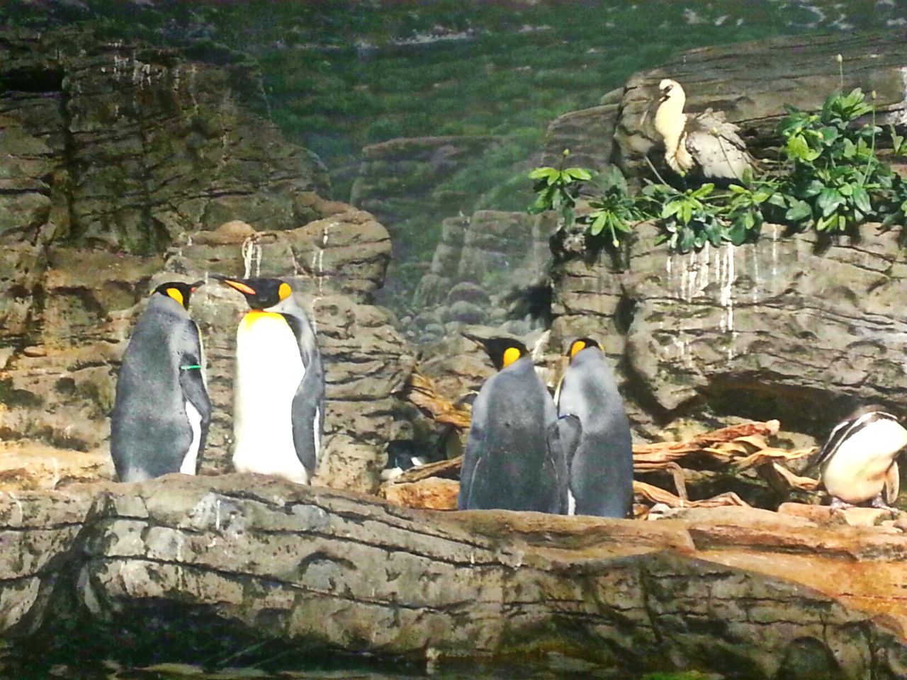 May 2013 - Wings of the World - King Penguins + Black-faced Ibis