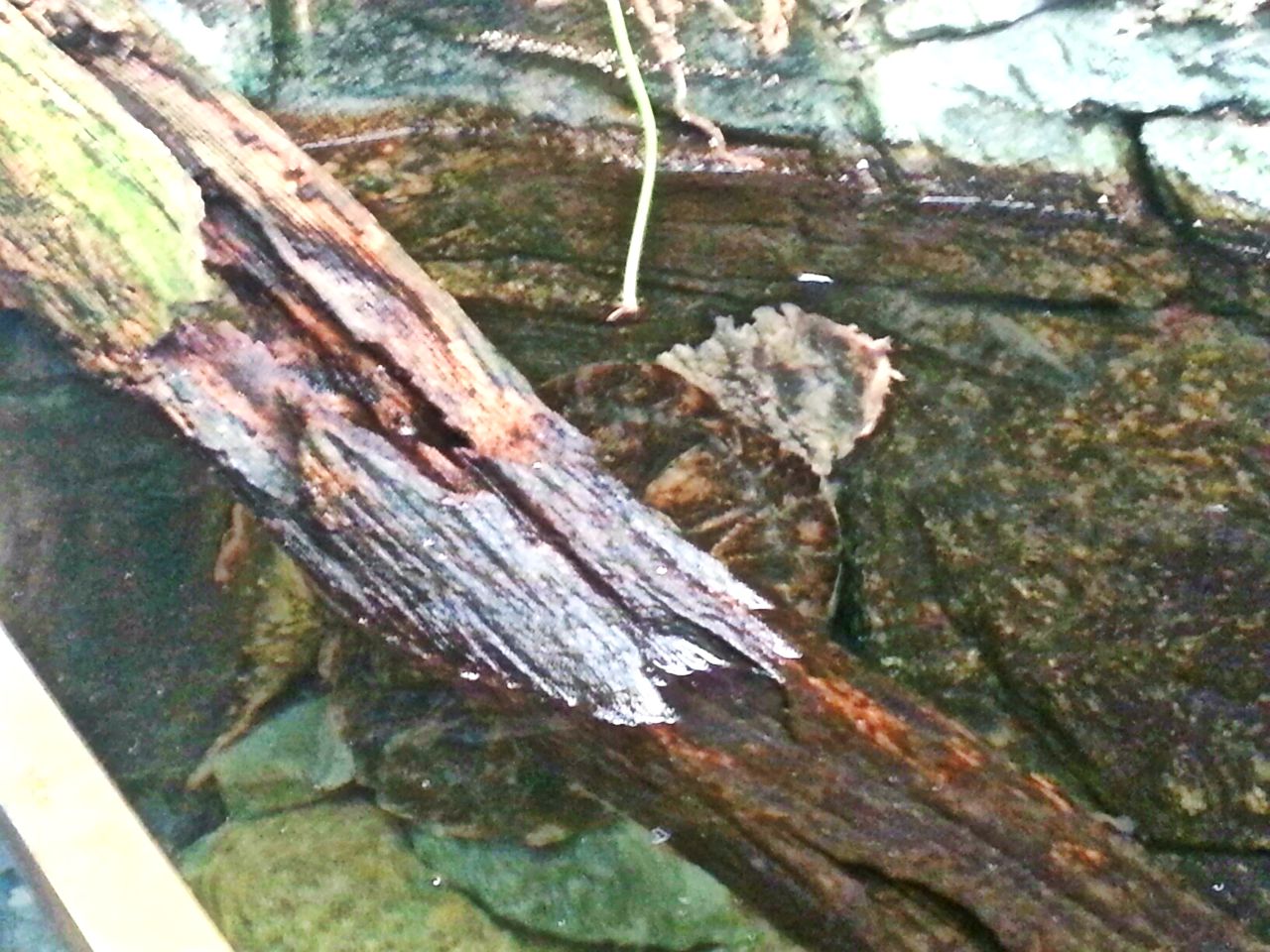 May 2013 - Wings of the World- Mata Mata