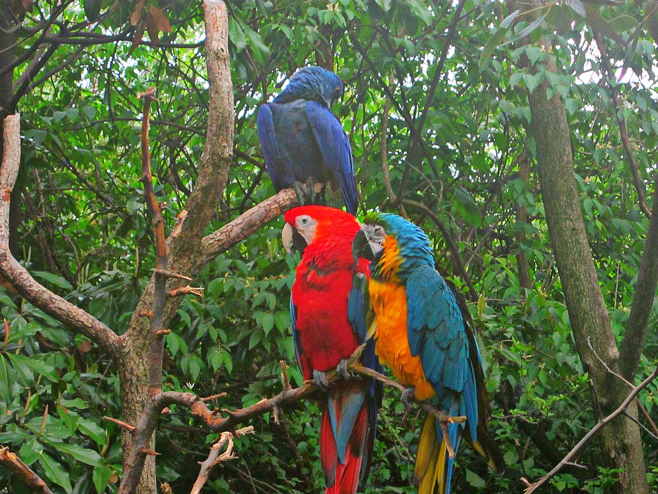 May 2013 - Wings of the World - Scarlet + Blue-and-gold + Hyacinth Macaws