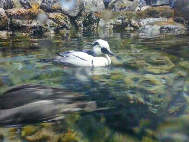 May. 2013 - Wings of the World - Smew