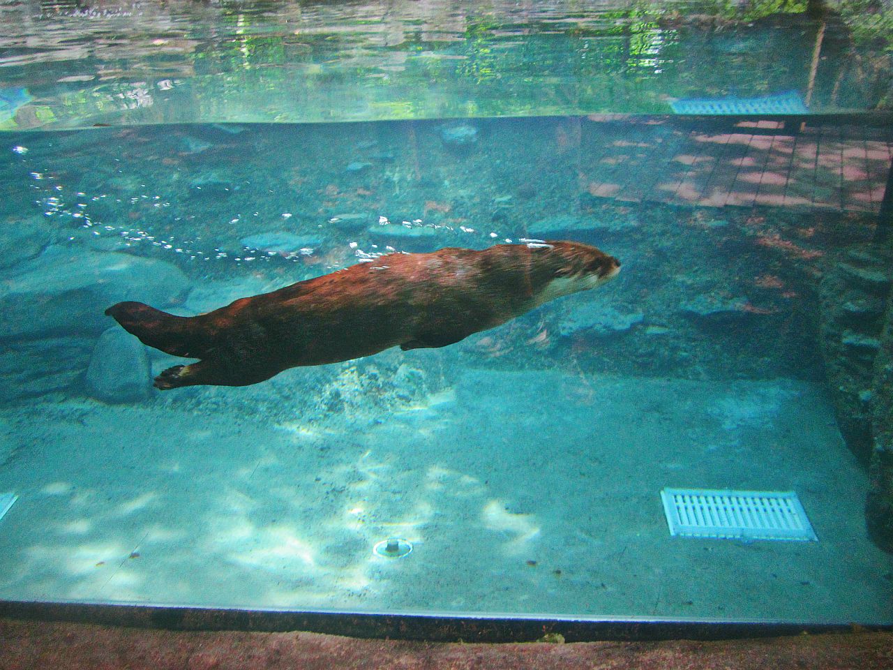 May 2013 - Wolf Woods - North American River Otter