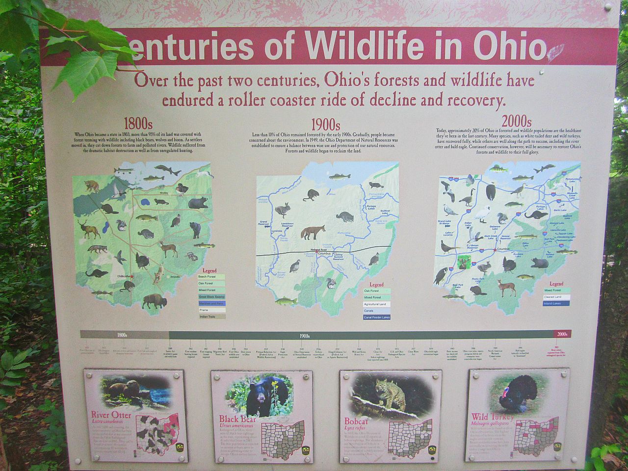May 2013 - Wolf Woods - Wildlife in Ohio