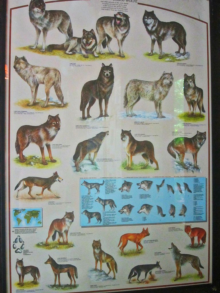 May 2013 - Wolf Woods - Wolf Poster