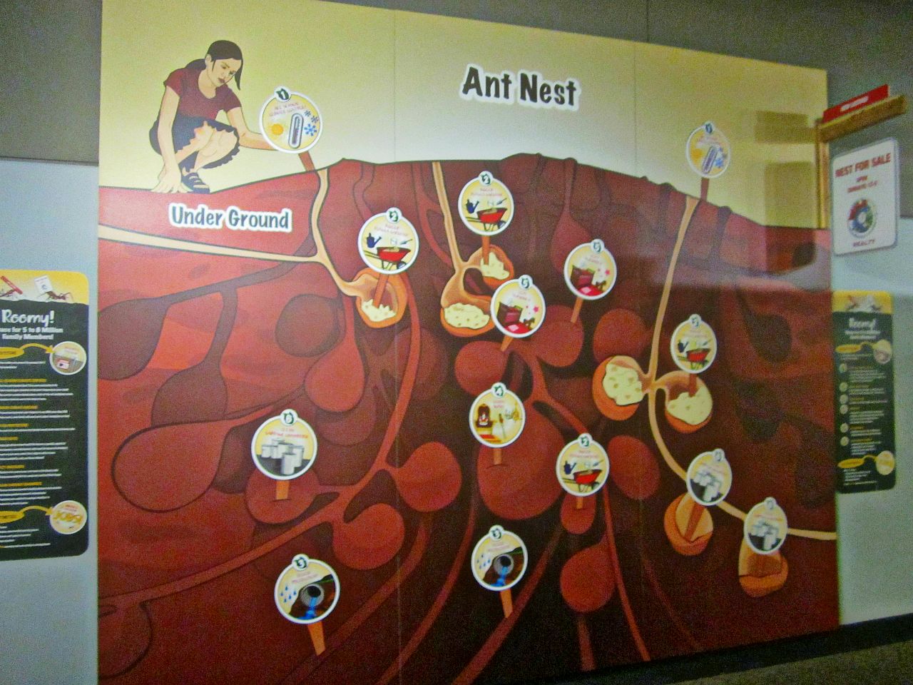 May 2013 - World of the Insect - Ant Nest Illustration