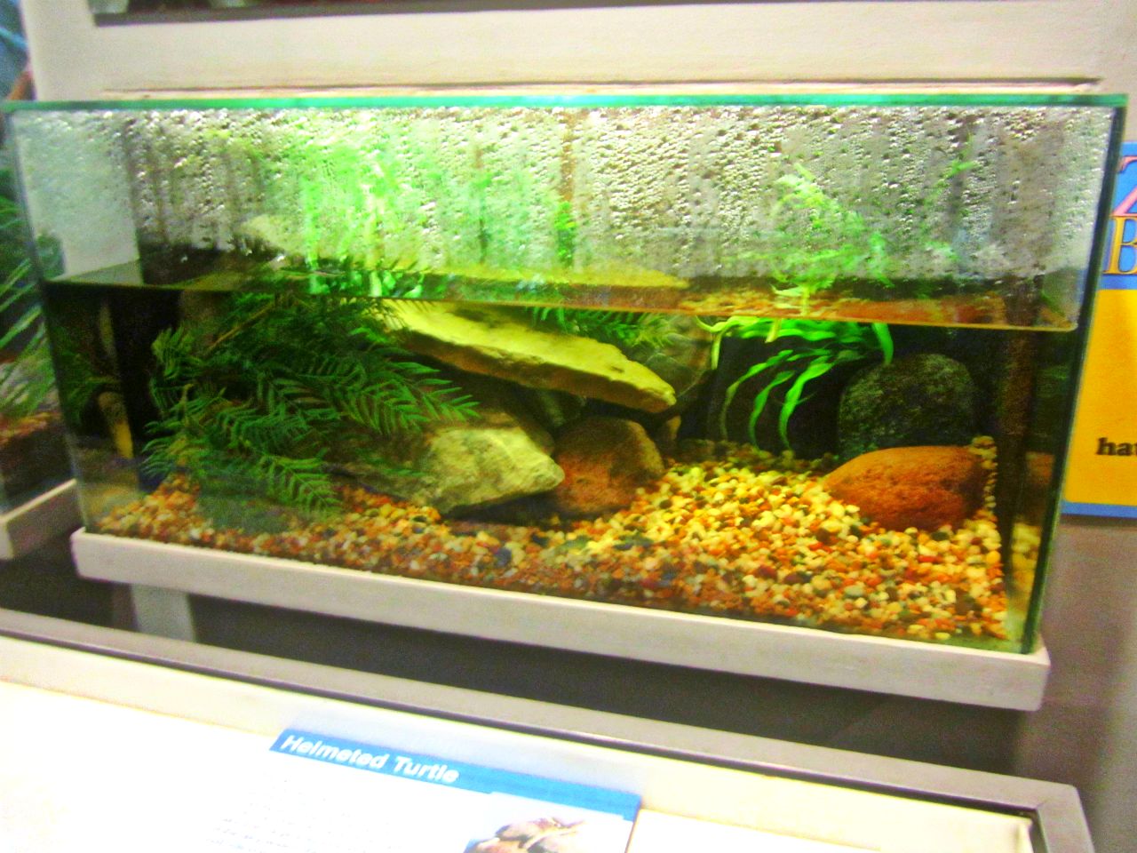 May 2013 - World of the Insect - Baby African Helmeted Turtle Exhibit