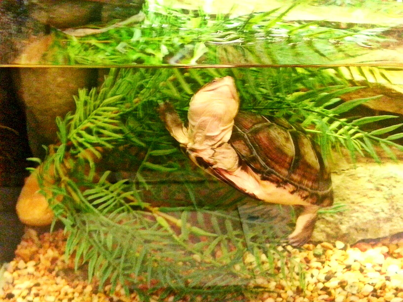 May. 2013 - World of the Insect - Baby African Helmeted Turtle