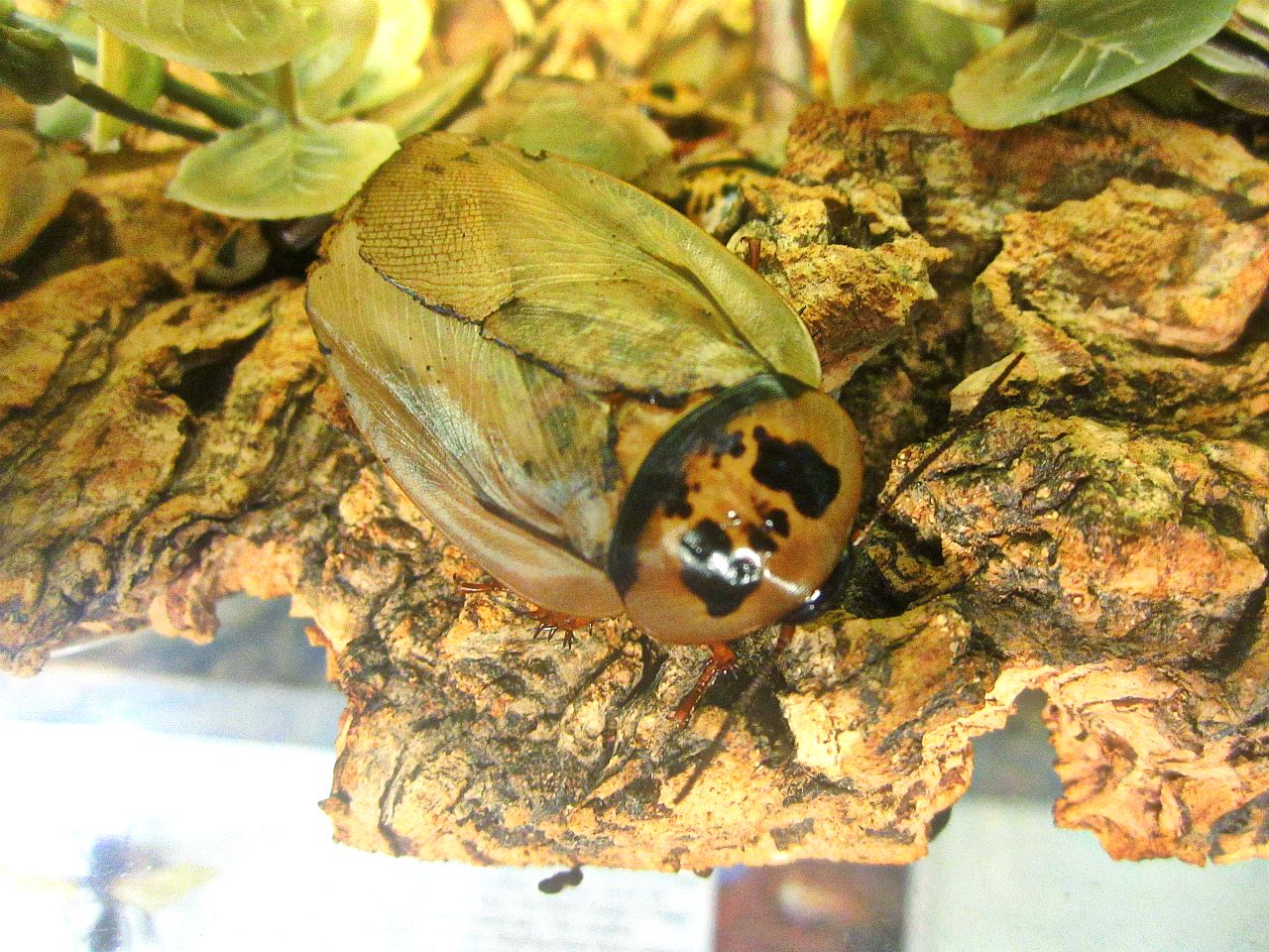 May 2013 - World of the Insect - Bat Cave Cockroach