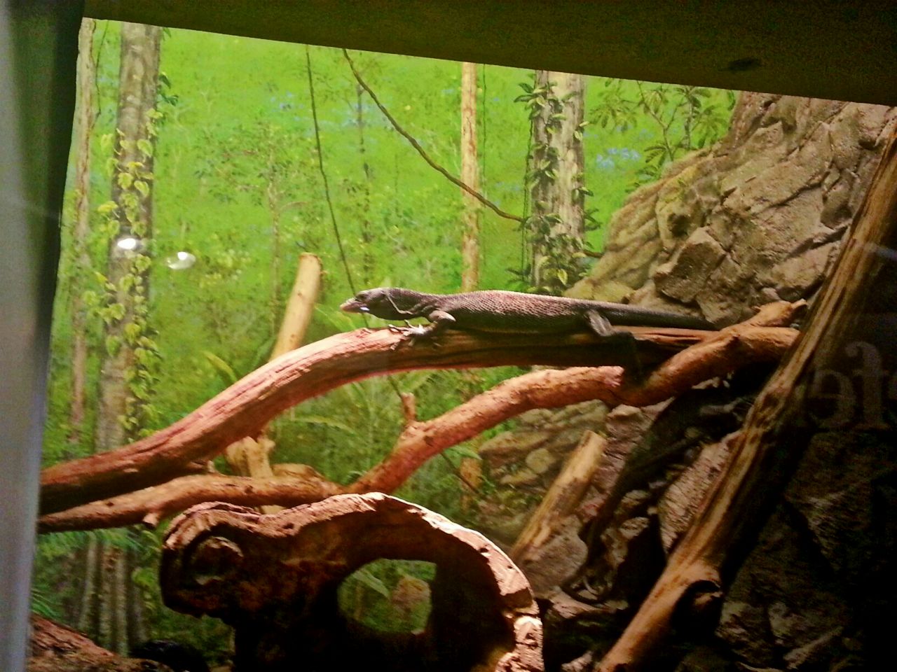 May 2013 - World of the Insect - Black Tree Monitor