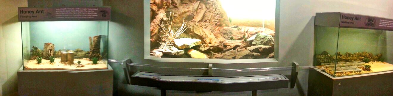 May. 2013 - World of the Insect - Blue Spiny Lizard + Honey Ant Exhibits