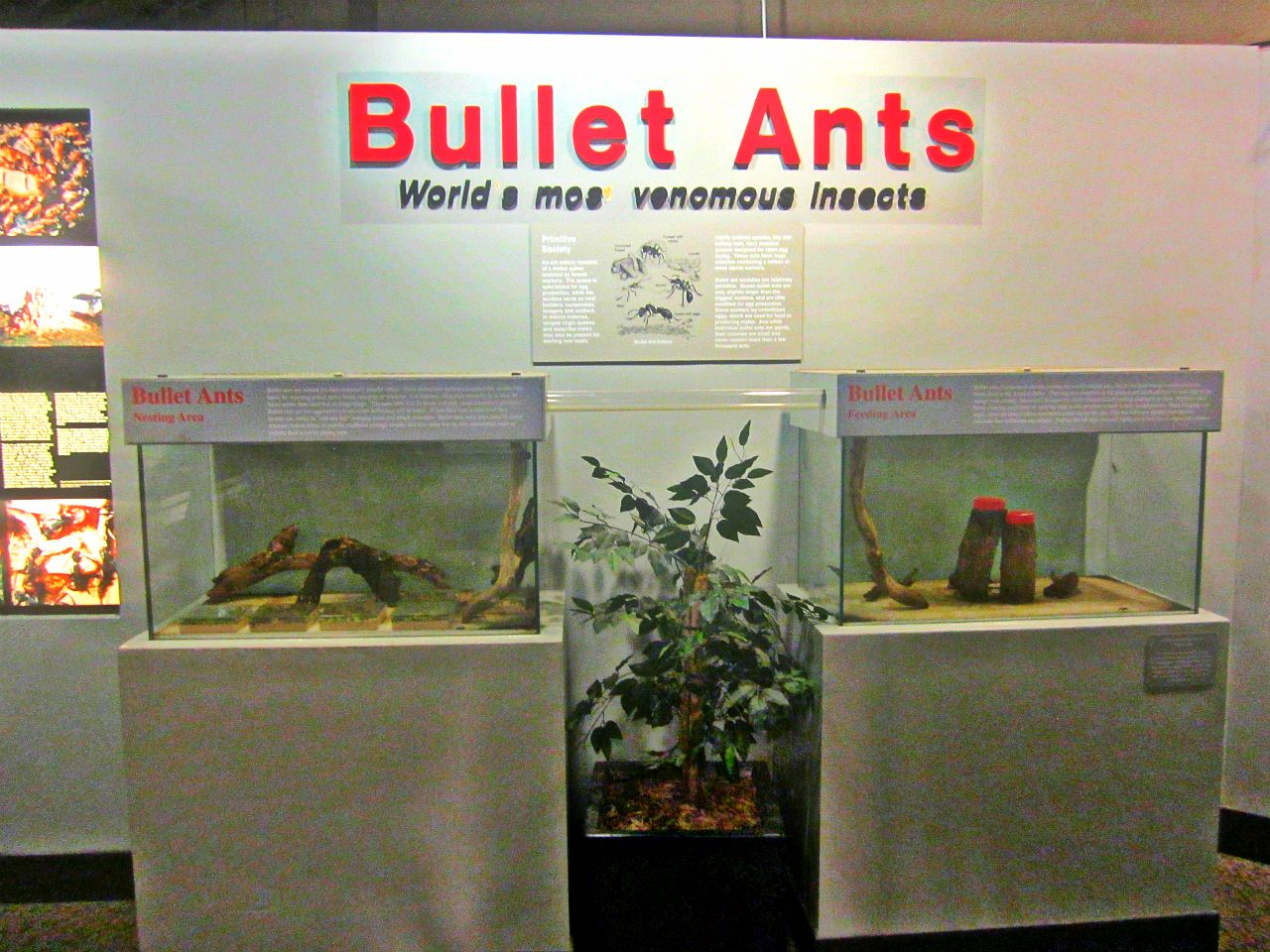 May 2013 - World of the Insect - Bullet Ant Exhibits