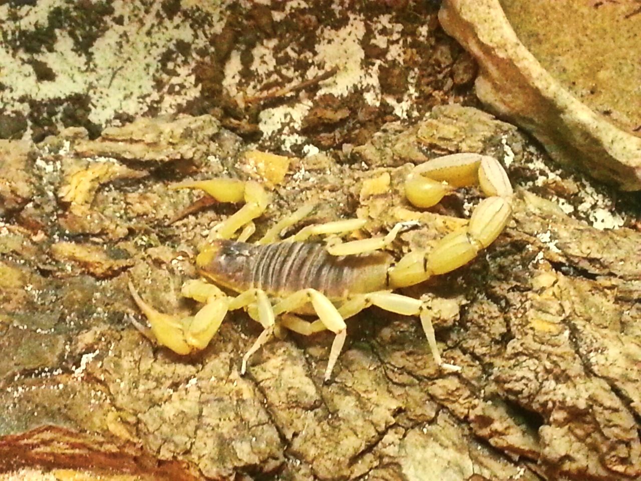 May. 2013 - World of the Insect - Desert Hairy Scorpion