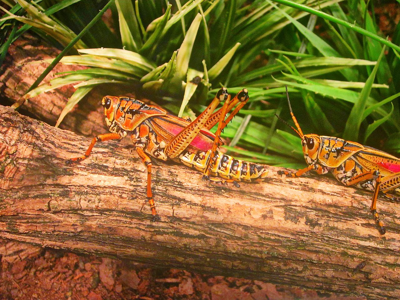May 2013 - World of the Insect - Eastern Lubber Grasshoppers