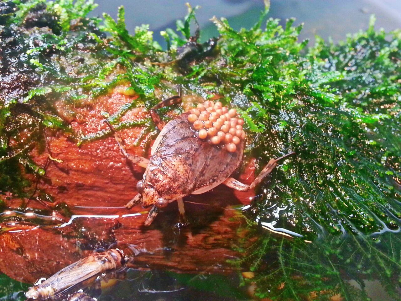 May. 2013 - World of the Insect - Giant Water Bug
