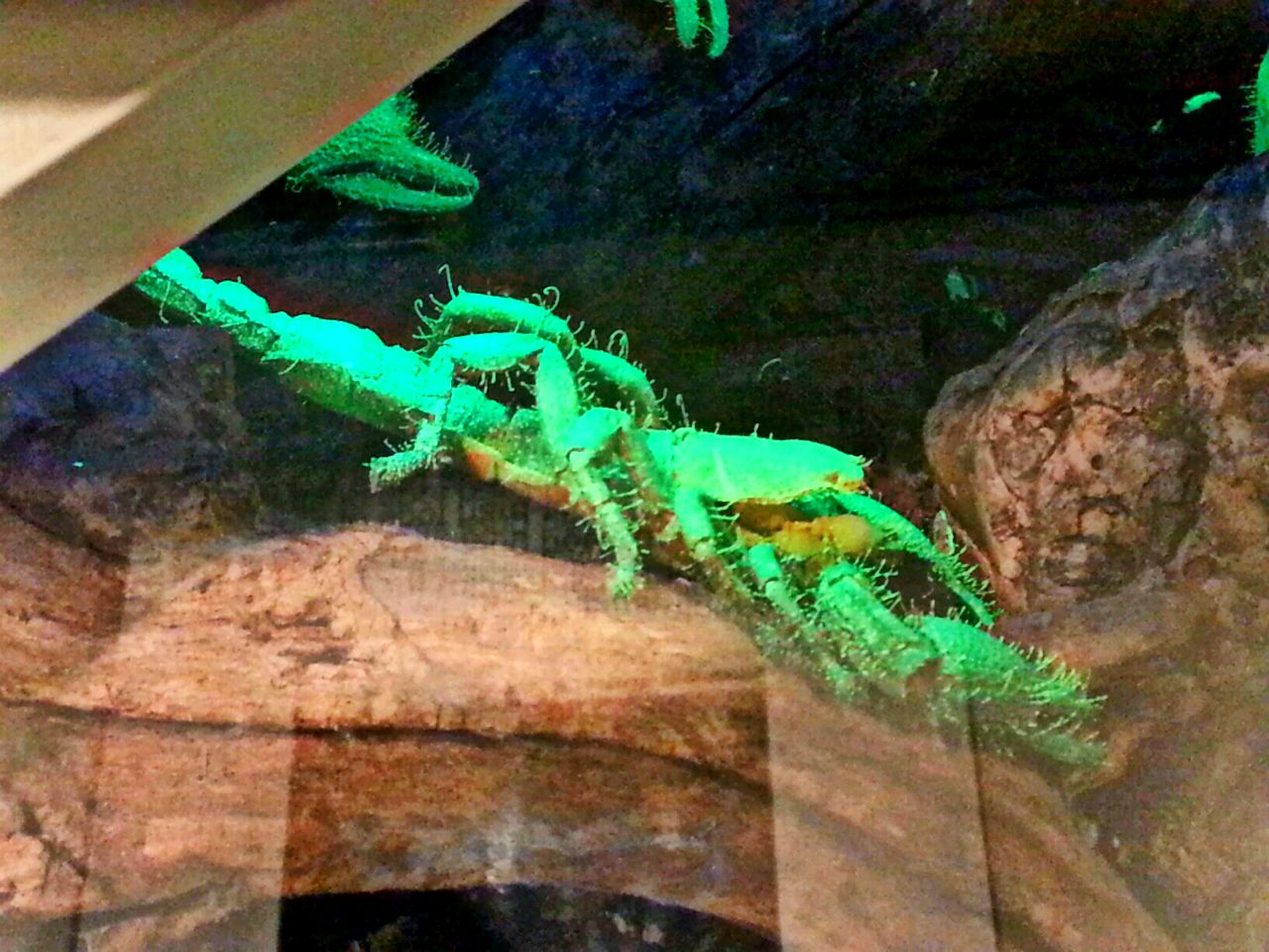 May. 2013 - World of the Insect - Glowing Emperor Scorpion