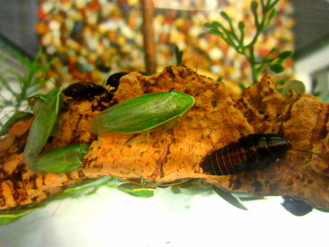 May 2013 - World of the Insect - Green Leaf Cockroach