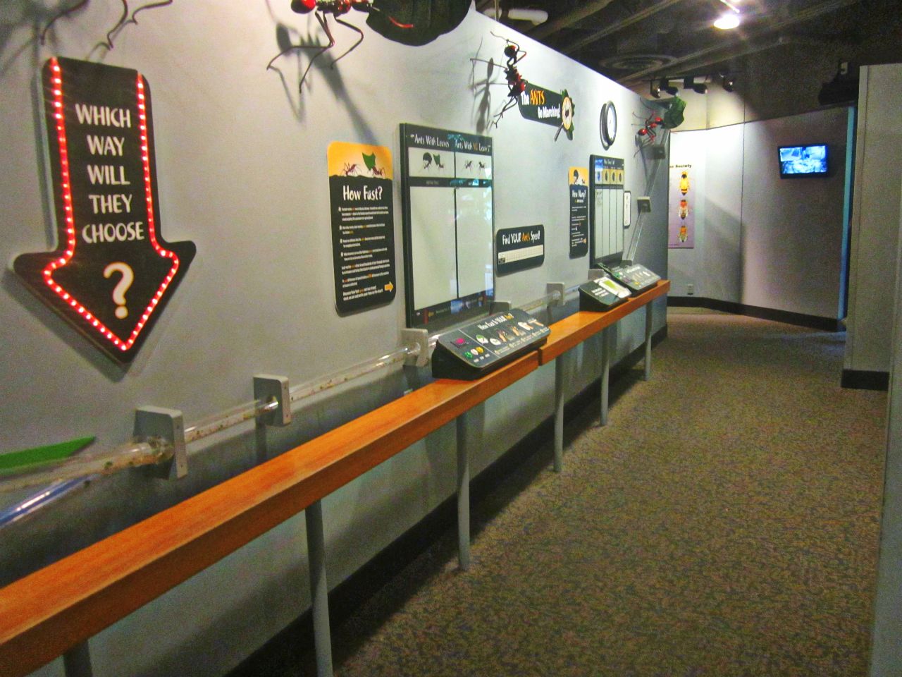 May 2013 - World of the Insect - Leaf-cutter Ant Interaction Area