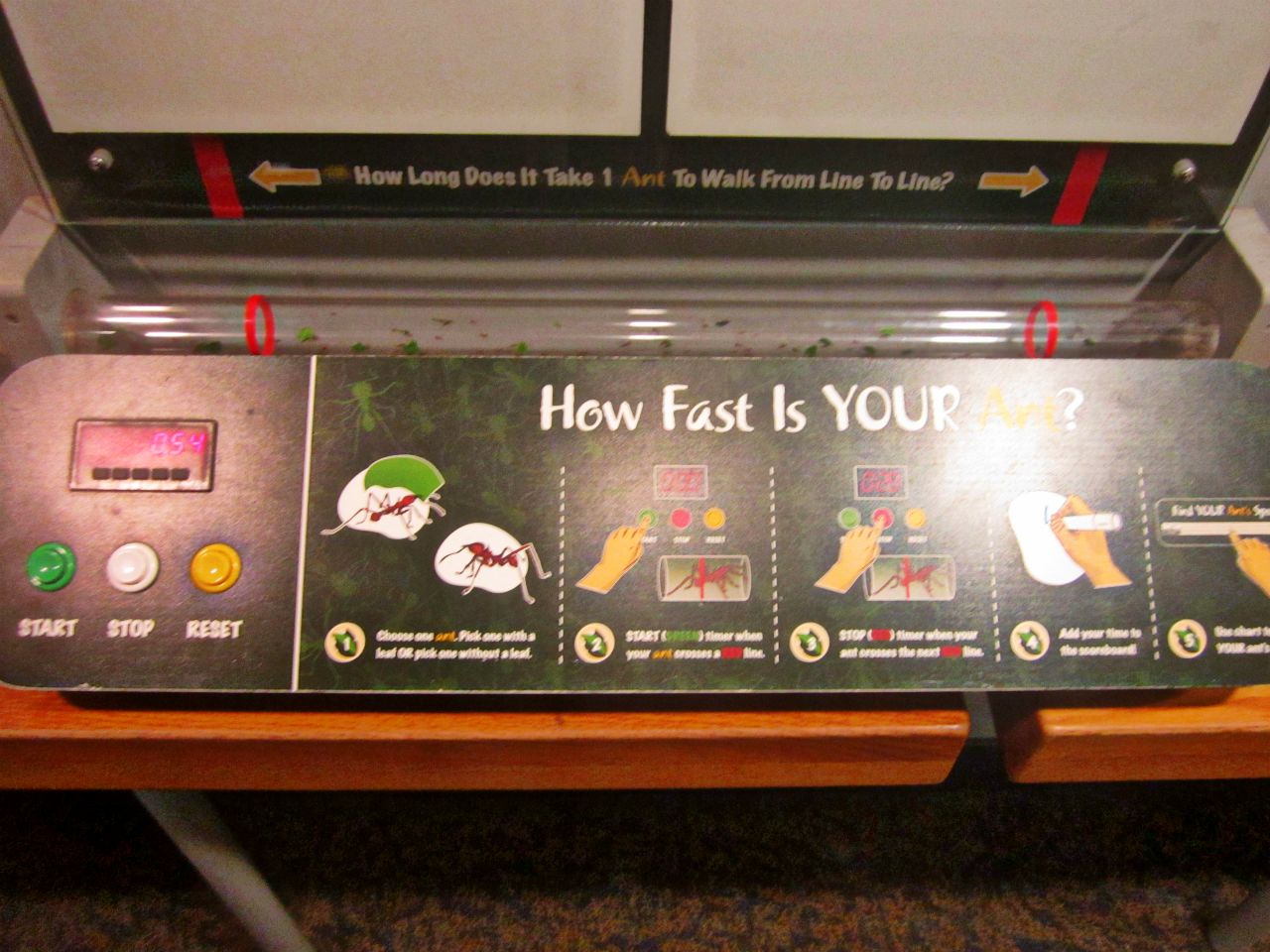 May 2013 - World of the Insect - Leaf-cutter Ant Interactive Area